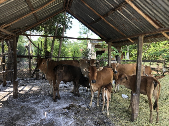 Gia Lai: Huyện Mang Yang công bố dịch bệnh lở mồm long móng tại xã Đak Jơ Ta