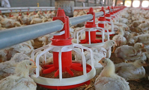 Lâm Đồng chủ động kiểm soát các bệnh truyền nhiễm trên đàn vật nuôi