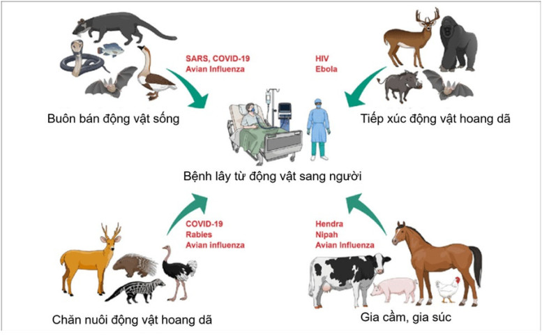 Hà Nội tăng cường công tác phòng, chống các bệnh lây truyền từ động vật sang người năm 2024