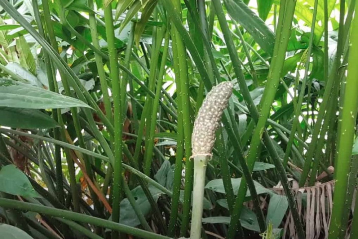 Cây mướp gai (củ móp gai) có tác dụng giúp điều trị bệnh gan