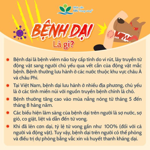 Infographic: Bệnh dại là gì?