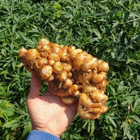 Củ địa liền điều trị trẻ khò khè do đàm