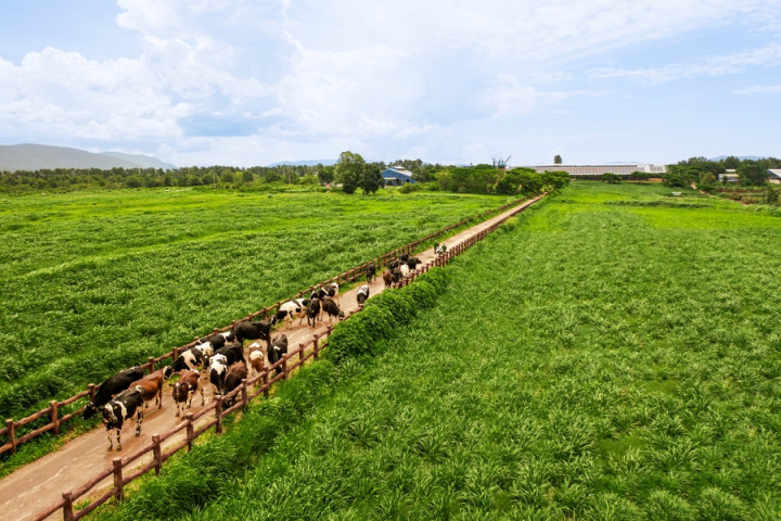 Hệ sinh thái "Net Zero" đã vượt ra ngoài những trang trại xanh của Vinamilk,