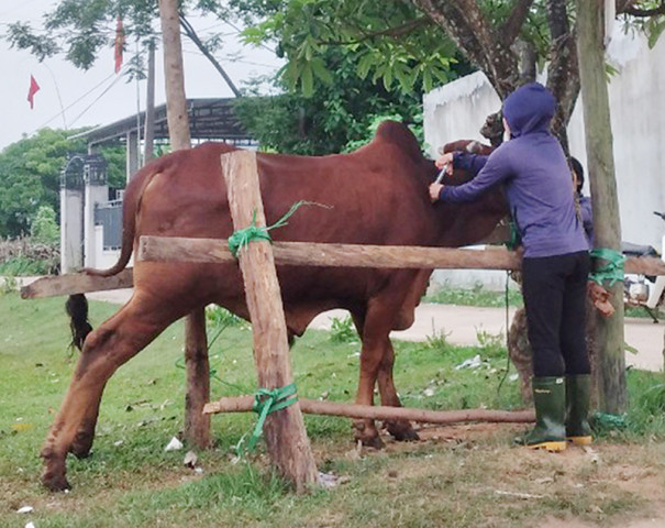 Quảng Bình: Triển khai đồng bộ, quyết liệt, có hiệu quả các giải pháp phòng, chống dịch bệnh gia súc, gia cầm trên địa bàn tỉnh