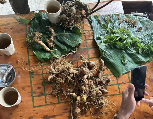 Kon Tum tiêu hủy 148 cây giống giả sâm Ngọc Linh bán trên mạng xã hội