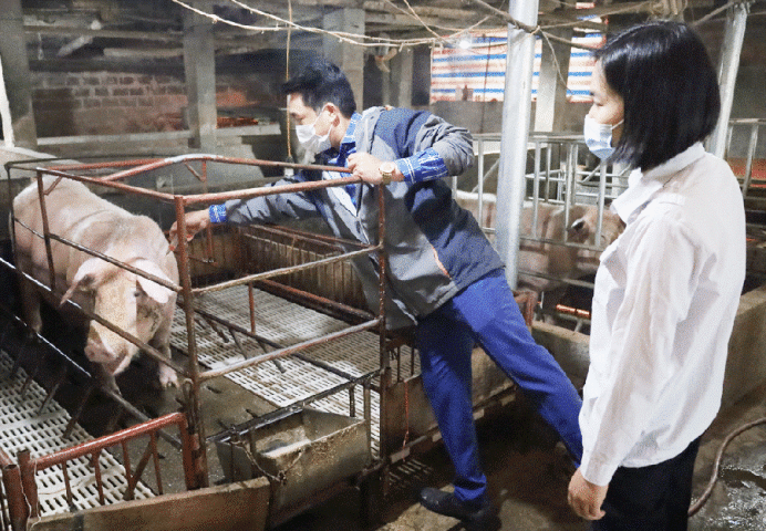 Lào Cai: Tập trung triển khai quyết liệt, đồng bộ các giải pháp kiểm soát, phòng, chống bệnh trên đàn vật nuôi
