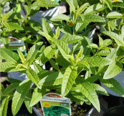 Cây sả chanh pháp có tác dụng gì?