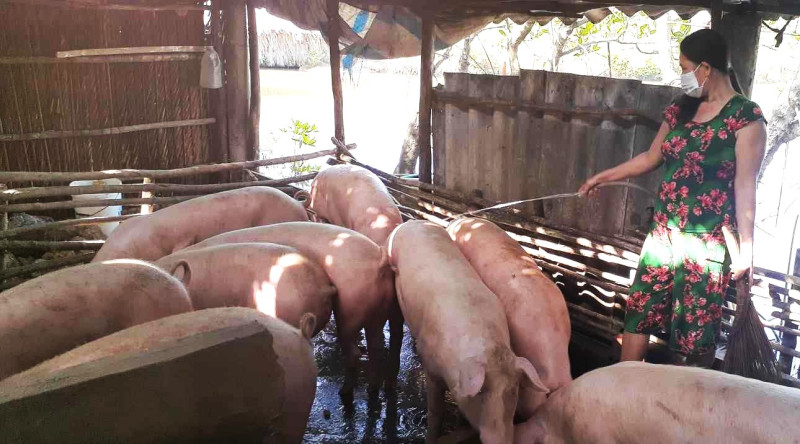 Cà Mau: Tập trung triển khai quyết liệt, đồng bộ giải pháp kiểm soát, phòng, chống bệnh trên đàn vật nuôi