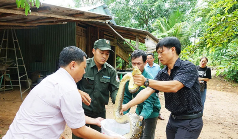 Kiên Giang: Điều trị trăn quý hiếm nặng 12kg chờ thả về môi trường tự nhiên