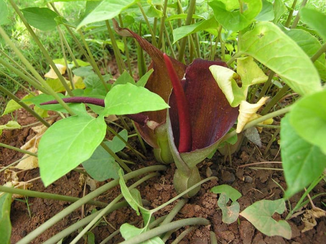 Bài thuốc từ củ chóc