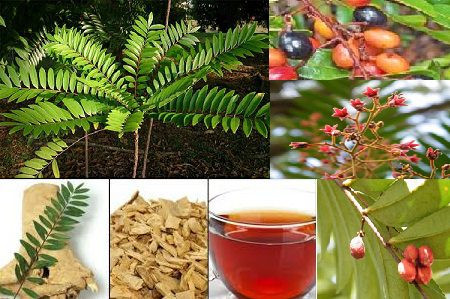 Tác hại của cây mật nhân