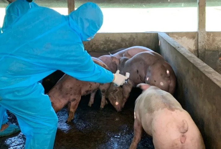 Thủ tướng Chính phủ yêu cầu thực hiện nghiêm các biện pháp phòng, chống bệnh Dịch tả lợn châu Phi