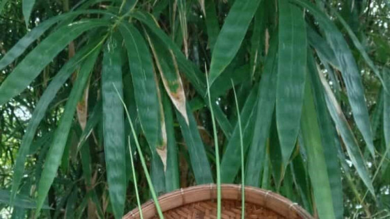Cách dùng lá tre xông hơi giải cảm, điều trị sỏi thận và tiểu dắt