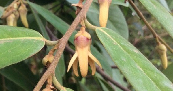 Công dụng của cây giền thân gỗ