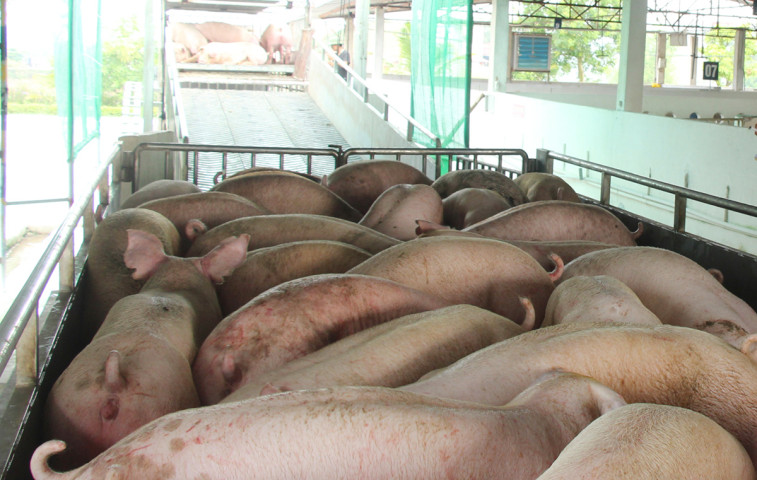 Bắc Giang: Triển khai thực hiện nghiêm các biện pháp phòng, chống bệnh Dịch tả lợn châu Phi