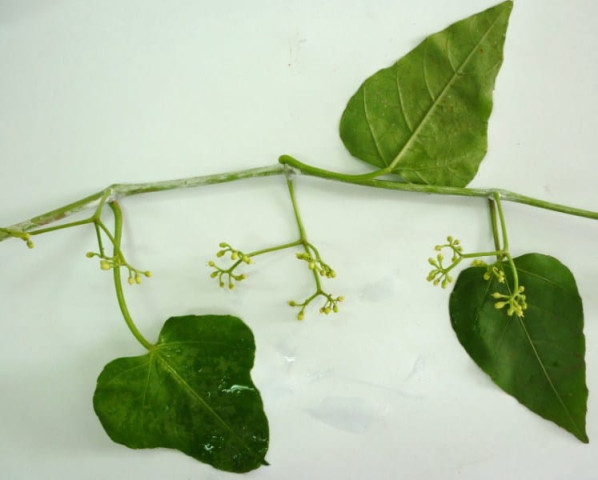 Những cây thuốc Nam hỗ trợ điều trị đau lưng, thoát vị đĩa đệm