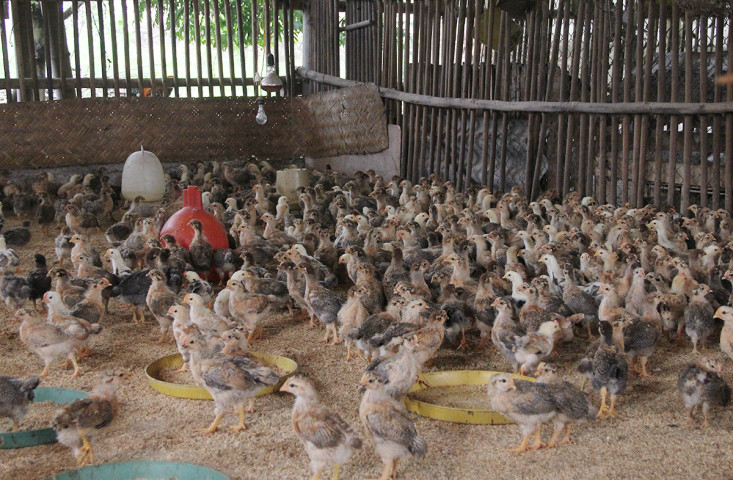 Bắc Giang đảm bảo an toàn cho vật nuôi trong mùa mưa lũ