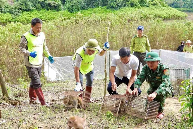 Hà Tĩnh: Thả 36 cá thể động vật hoang dã về tự nhiên