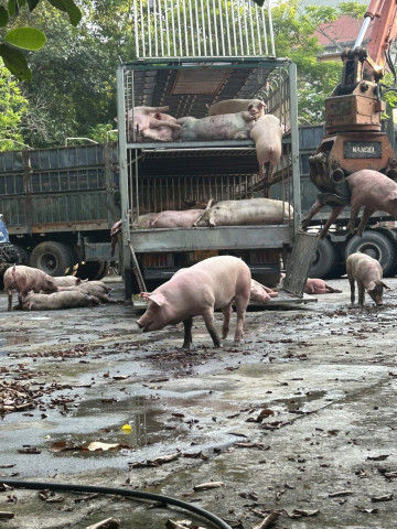 Tuyên Quang phát hiện xe ô tô vận chuyển 81 con lợn thịt tổng trọng lượng 7.200 kg có dấu hiệu nhiễm bệnh