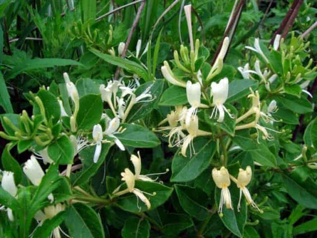 Những cây thuốc nam giúp kéo dài tuổi thọ