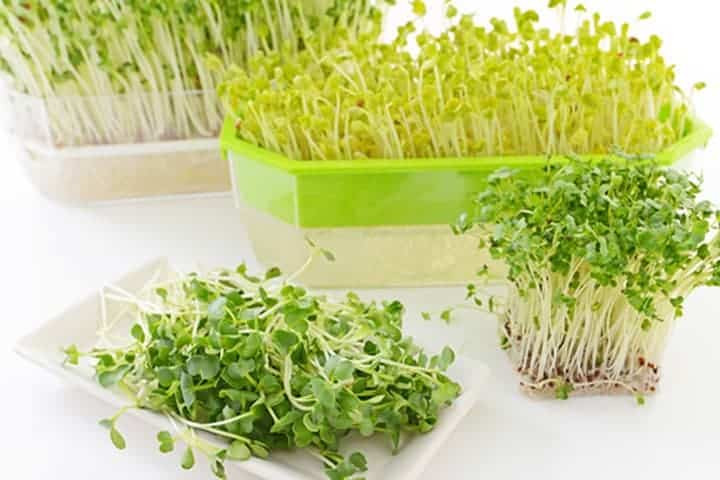 Tác dụng và tác hại của rau mầm