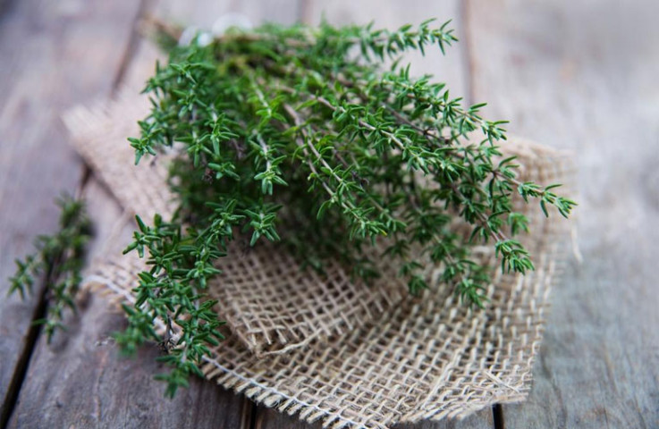 Tác dụng của cỏ xạ hương đối với sức khỏe