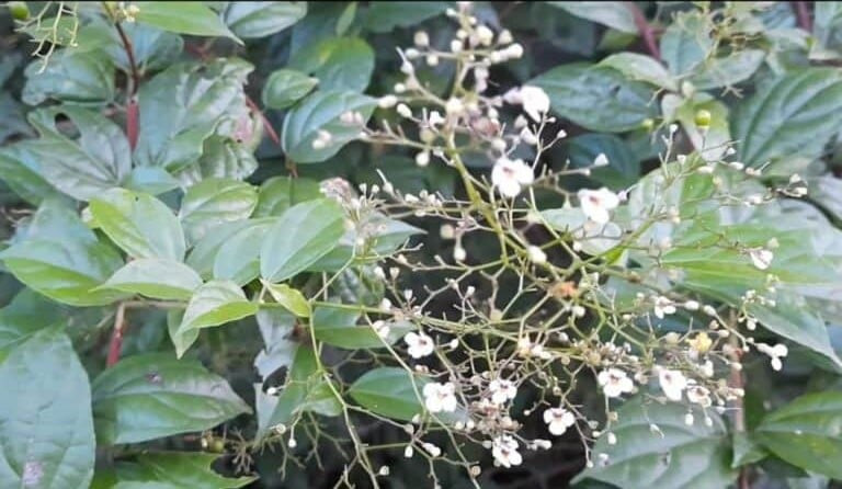 Công dụng làm thuốc của cây xạ đỏ