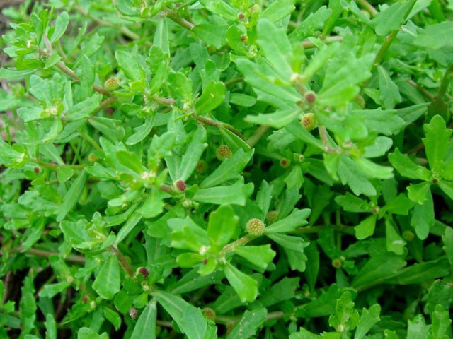 Bài thuốc chữa bệnh từ cỏ the