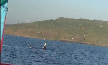 Phú Yên: Xuất hiện cá voi tại danh thắng quốc gia đặc biệt Gành Đá Dĩa