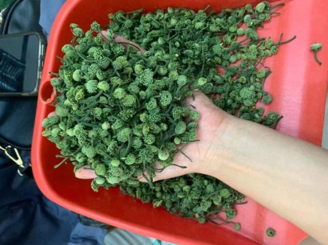Lai Châu kiểm tra, phát hiện 1 hộ kinh doanh mặt hàng tam thất không rõ nguồn gốc, xuất xứ
