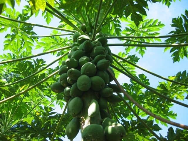 Cách dùng đu đủ non điều trị mụn trứng cá và chó, mèo cắn