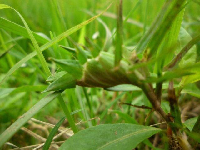 Bài thuốc chữa bệnh từ cỏ gà