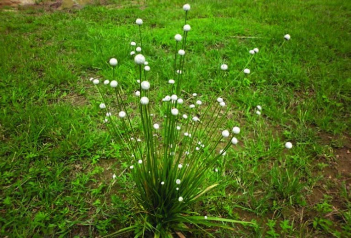 Bài thuốc từ cỏ dùi trống
