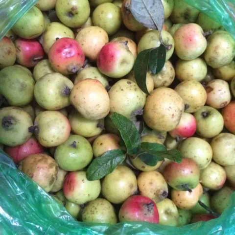9 bài thuốc từ táo mèo điều trị cao huyết áp