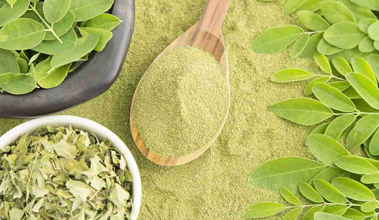 Cách sử dụng bột của cây chùm ngây để giảm cân