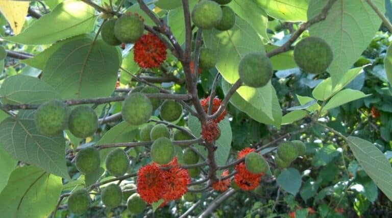 Cây dướng, quả dướng điều trị những bệnh gì?