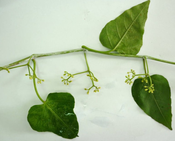 Bài thuốc chữa bệnh từ cây chìa vôi
