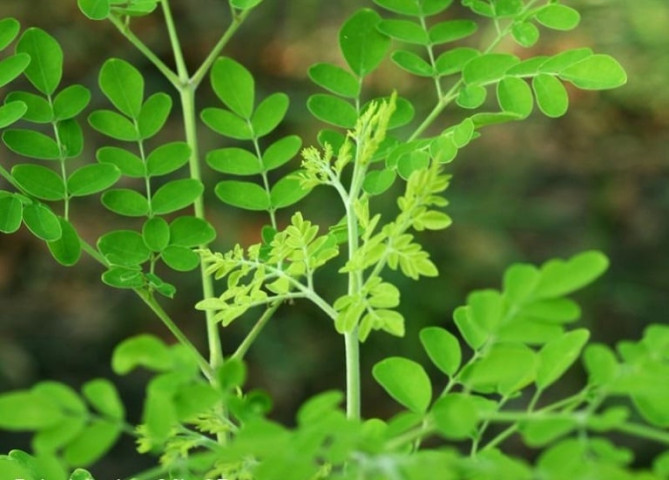 Các bài thuốc chữa bệnh từ chùm ngây
