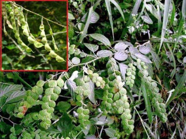 Cây chuỗi tiền điều trị sưng gan, sưng lá lách do bệnh sán máng