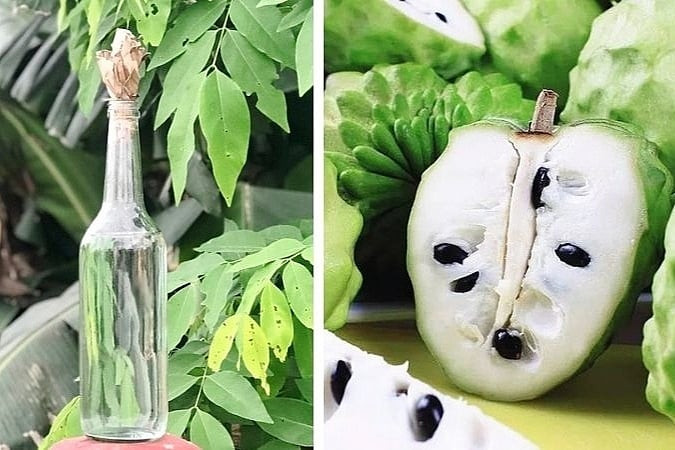 Quảng Ninh: 2 mẹ con sử dụng rượu ngâm hạt na để ủ chấy khiến bỏng kết giác mạc độ 1