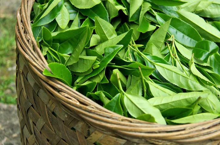 Một số cách chữa bệnh từ lá trà xanh