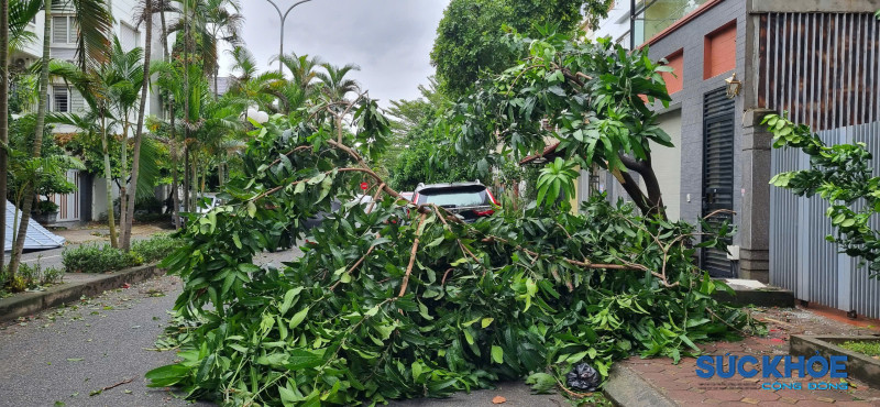 Hà Nội: Đường phố ngổn ngang cây cối bật gốc, gãy đổ sau bão Yagi