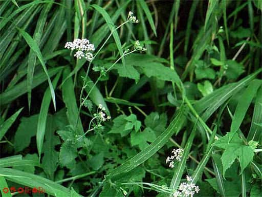 Cây cần hôi giúp thông phổi, điều trị lao phổi, ho gà
