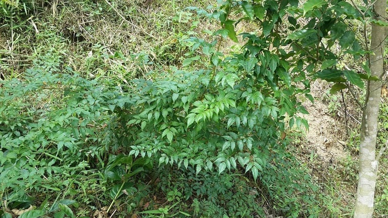 7 bài thuốc chữa bệnh từ dược liệu chè dây
