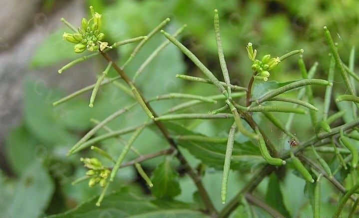 Cải đất núi điều trị tiểu tiện khó, sưng đau cổ họng và vàng da