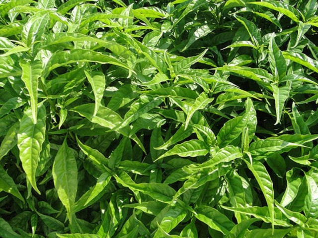 Bài thuốc chữa bệnh từ cây xuân hoa