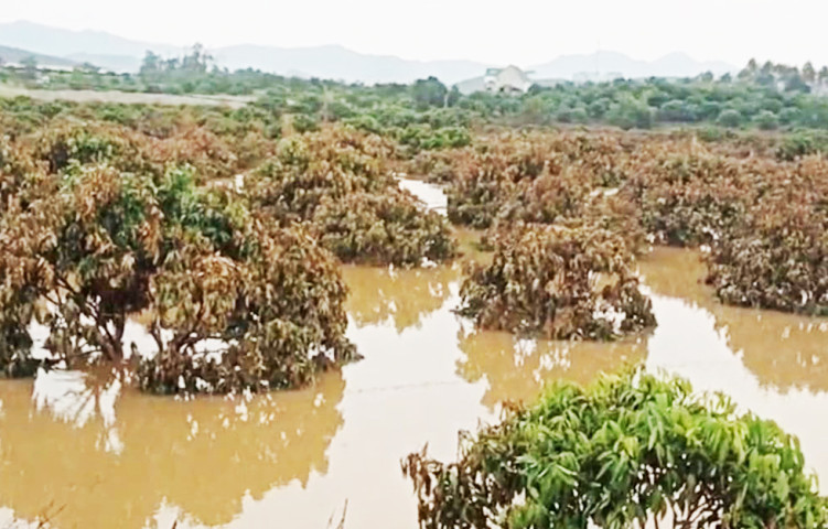 Bắc Giang: Nhanh chóng triển khai các biện pháp khôi phục thiệt hại sản xuất nông nghiệp do bão số 3