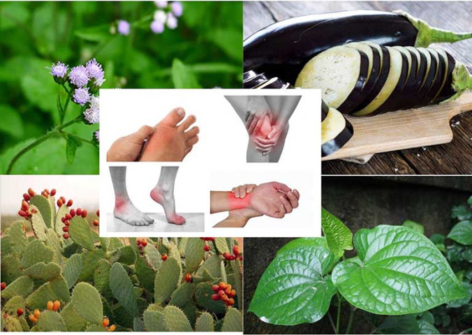 Bài thuốc hỗ trợ điều trị bệnh xương khớp