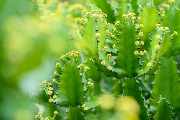 Quảng Ninh: Cấp cứu 2 trường hợp bị bỏng kết giác mạc do nhựa cây xương rồng bắn vào mắt