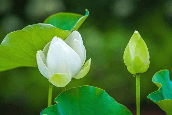 Bài thuốc điều trị bướu cổ và tim mạch từ búp sen trắng